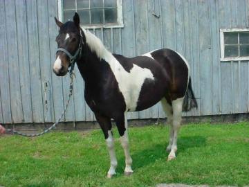 Tolle Paintstute f�r Anf�nger und Kind