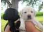Labrador Welpen schoko chocolate braun s