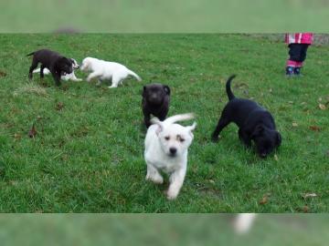 Labradorwelpen in blond und schwarz