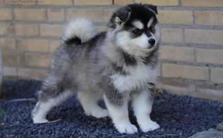 flauschiger Pomsky-Welpe (+4368864228433
