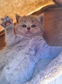 Britisch Kurzhaar, BKH Kitten