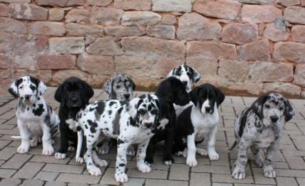 wundersch�ne Reinrassige Deutsche Doggen