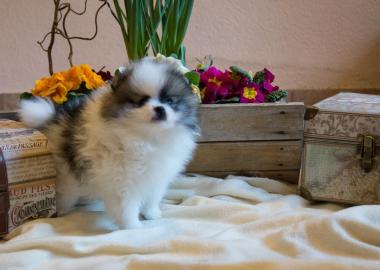 Bezaubernde echte Pomeranianwelpen mit V