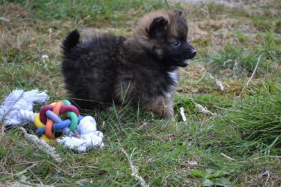 Bezaubernde echte Pomeranianwelpen mit V