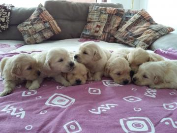 Reinrassige Golden Retriever Welpen