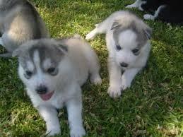 Rasseganzstamm Siberian Husky-Welpen