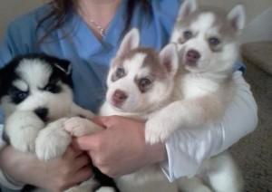 Rasseganzstamm Siberian Husky-Welpen