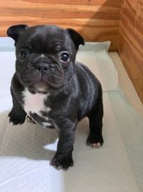 Franz�sische Bulldoggenwelpen ab heute v