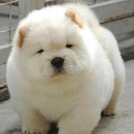 Chow Chow Welpen-whatsapp Nummer +436504