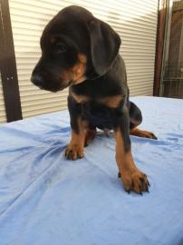 Dobermann Welpen whatsapp nummer +436504