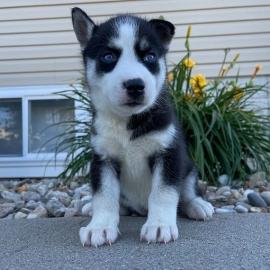 Siberian-Husky-Welpen whatsapp nummer +4