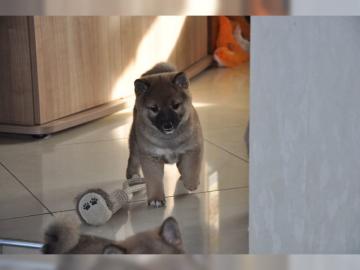 Reinrassige Shiba Inu Welpen suchen bald