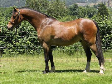 Welsh pony-Stute und Wallach Sehr typvol