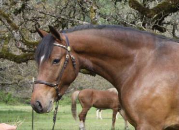 Welsh pony-Stute und Wallach Sehr typvol