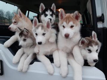 Siberische husky Te koop  whatsapp numme