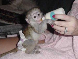 Baby Affen jetzt verfugbar