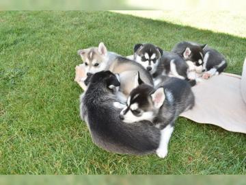 Sibirian Husky Welpen