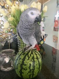 Graupapagei zur Adoption