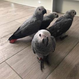 Graupapagei zur Adoption