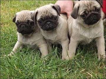 Mops welpen