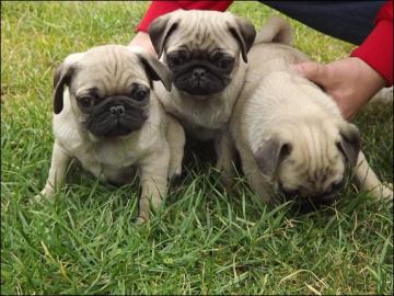Mops welpen