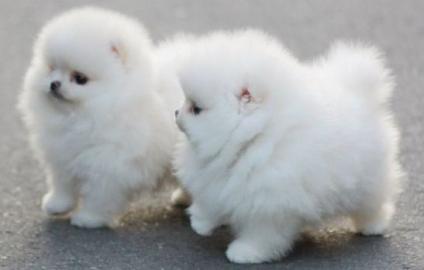 MINI. POMERANIAN ZWERGSPITZ BOO WELPEN