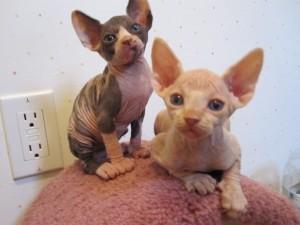 Sch�ne Sphynx K�tzchen