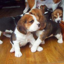 m�nnlichen und weiblichen Beagle-Welpen
