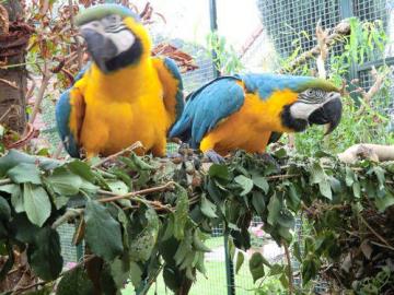 Netter Mann und Frau Blau und Gold Ara P