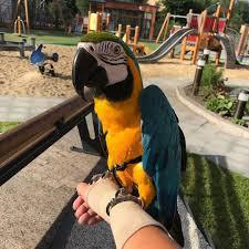Gesundes Paar blaue und goldene Ara-Papa