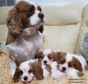 Erh?ltlich Cavalier-King-Charles Spaniel