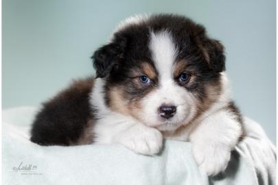 S��e Mini Aussie Welpen / Miniature . . . 