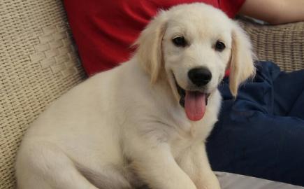 Bildsch�ne Labradorwelpen 12 Wochen. 