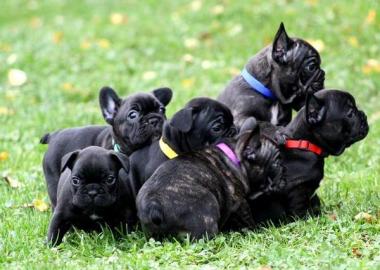 ~S��e Franz�sisch Bulldogge in Liebevoll