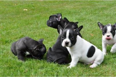 ~S��e Franz�sisch Bulldogge in Liebevoll