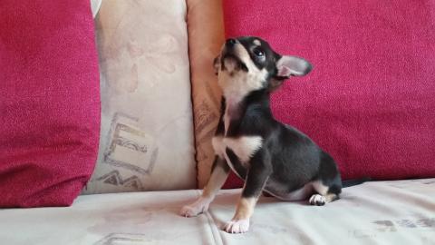 Weihnachten Chihuahuawelpen KH/LH suche
