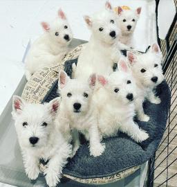 West Highland Terrier Welpen zu verkaufe