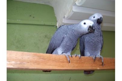 Papagein-Paar die sprechen mit Kfig