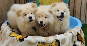 reinrassige Chow Chow Welpen