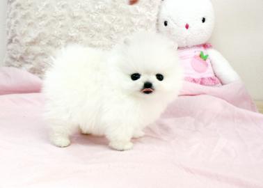 Wundersch�ne MINI-POMERANIAN ZWERGSPITZ