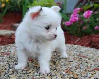 sch�n Reinrassige chihuahua Welpen