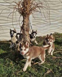 *s��e Siberian Husky-Welpen*