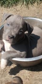 Amstaff blueline welpe