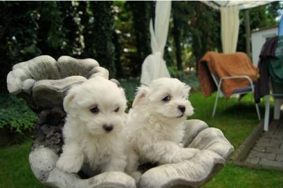 s��e Mini- Malteser Welpen | Puppengesi