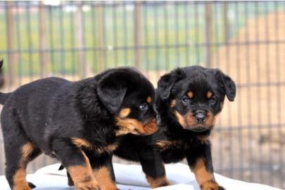 rottweiler-welpen