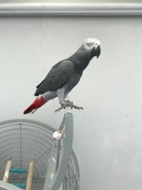 Y. Handaufgezogene Graupapageien. 