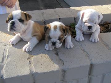 Wundersch�ne englische Bullenhunde mit W