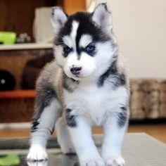 m?nnliche und weibliche pomsky Welpen