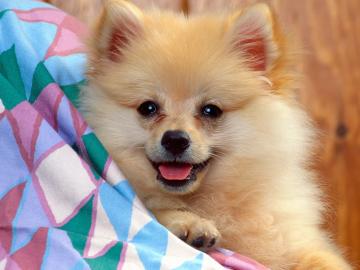 Pomeranian Welpen mit EU-Pas