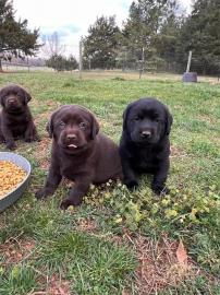 Labrador Retriever-Welpen zur Adoption!